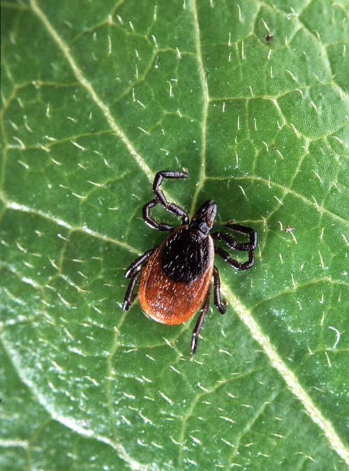 Lyme Disease Reversible With Natural Medicine