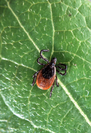 natural-health-sciences-arizona-lyme-disease-tick-2