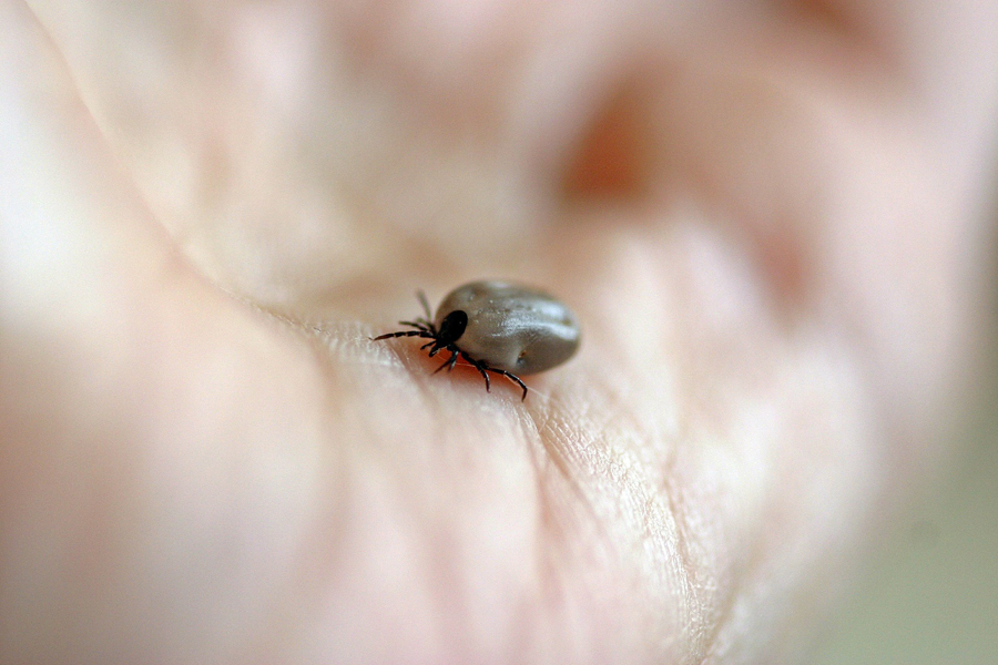 natural-health-sciences-arizona-lyme-disease-tick