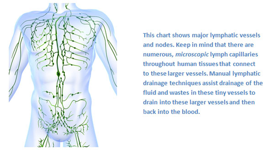 natural-health-sciences-arizona-lymphatic-chart