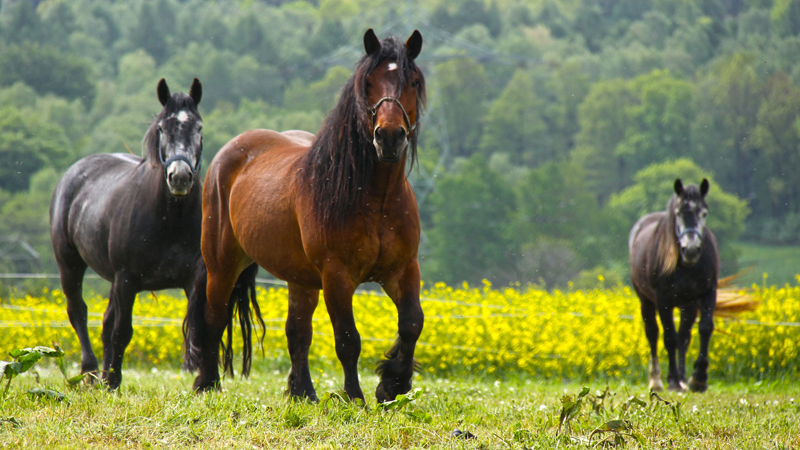 natural-health-sciences-arizona-oxygen-therapies-horses