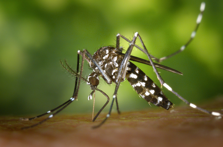 nhsoa-lyme-disease-mosquito