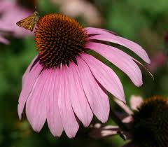 herbal-remedies-echinacea