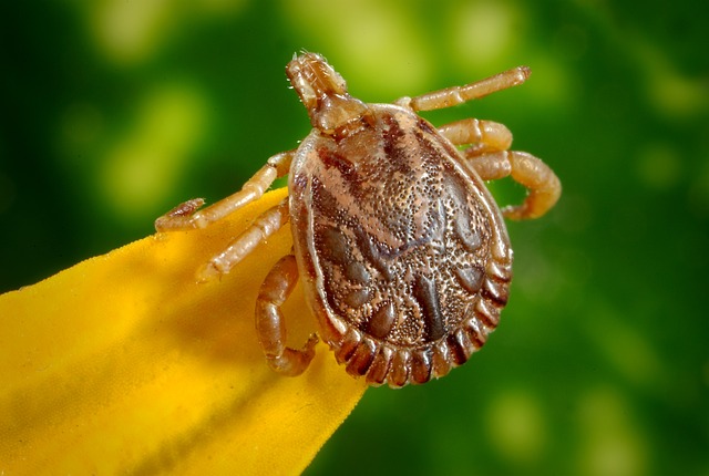 Lyme Disease and Naturopathic Remedies