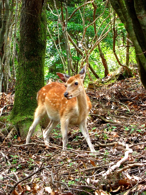 nhsoa-lyme-disease-prescott-az-deer