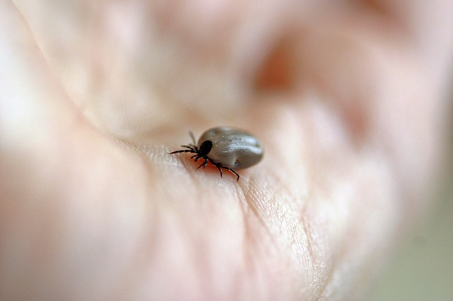 Are Drugs Needed To Prevent Lyme Disease?